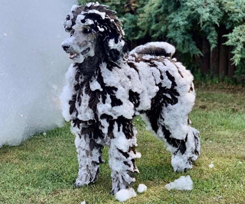 Safe foam - even pets love it - Fun Yeah Entertainment foam party rentals Glasgow, KY